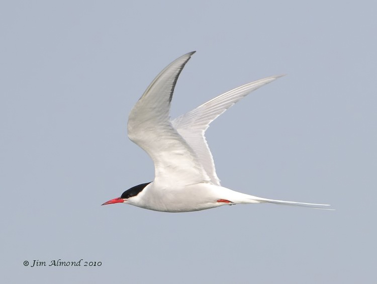 Arctic Tern flight Cemlyn Bay 22 5 10 IMG_0324